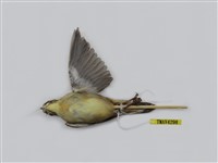 藏品(北蝗鶯)的圖片